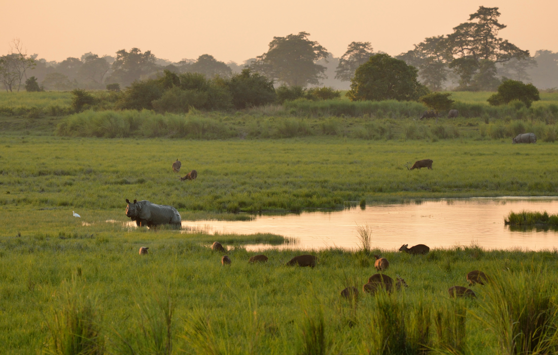  Kaziranga National Park Jeep Safari